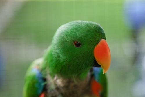 Inquisitive male green Eclectus Parrot sitting on perch in aviary - Australian Stock Image