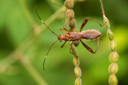 Insect - Australian Stock Image