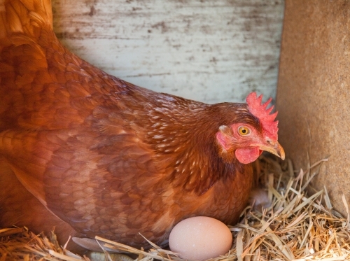 Isa Brown hen on eggs in nest box - Australian Stock Image