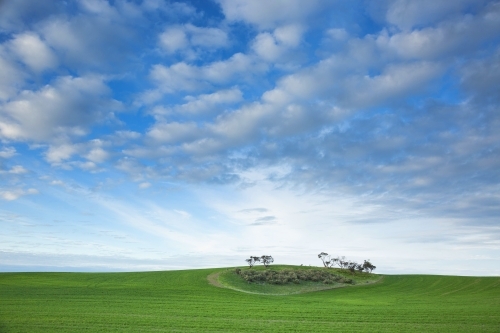 Island of remnant bush in green wheat field with cloud patterns in blue sky - Australian Stock Image