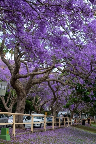 Jacarandas in full bloom with cars parked along street beside park - Australian Stock Image