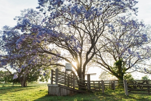 Jacarandas in Grafton - Australian Stock Image