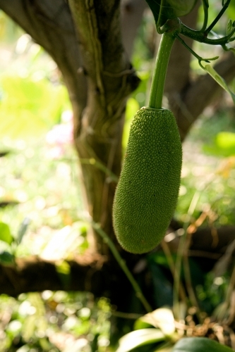 Jackfruit growing on a tree - Australian Stock Image
