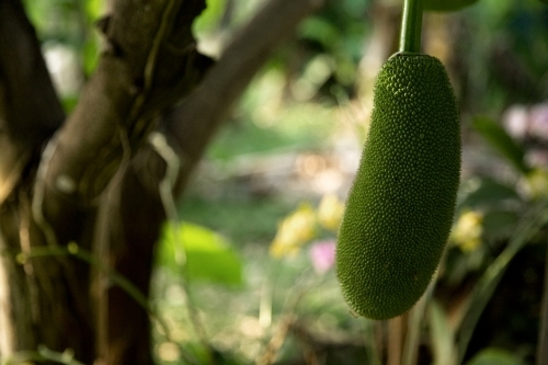 Jackfruit growing on a tree - Australian Stock Image