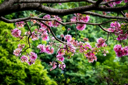 Japanese Cherry Blossoms - Australian Stock Image