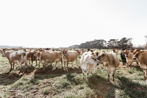 jersey cows on a dairy farm - Australian Stock Image