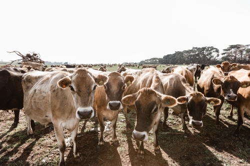 jersey cows on a dairy farm - Australian Stock Image