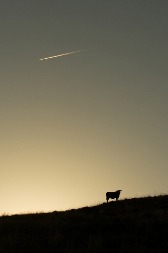 Jet trail over cow silhouette - Australian Stock Image