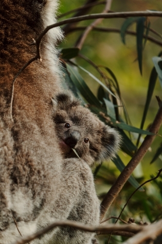 Joey koala peeking from behind mother in gum tree