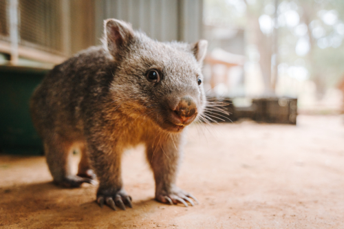 joey wombat walking on the ground. - Australian Stock Image
