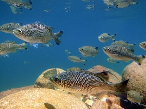 Jungle perch in a pool of blue water and boulders - Australian Stock Image