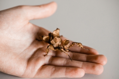 Juvenile Australian spiny leaf stick insect in a child's hand - Australian Stock Image