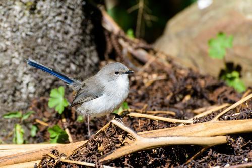 Juvenile Superb Fairy-wren on forest floor - Australian Stock Image