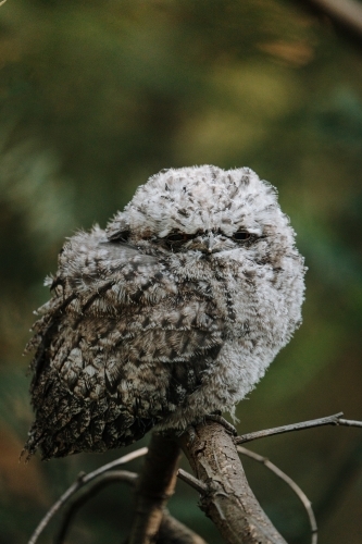juvenile tawny frogmouth perched on branch - Australian Stock Image