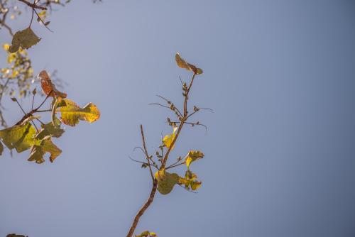 Kakadu Plums and blue sky - Australian Stock Image
