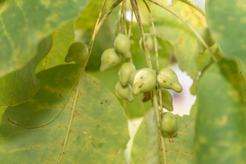 Kakadu Plums - Australian Stock Image