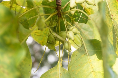 Kakadu Plums - Australian Stock Image