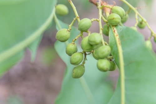 Kakadu Plums - Australian Stock Image