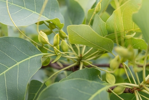 Kakadu Plums - Australian Stock Image
