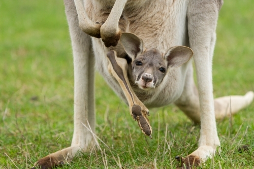 Kangaroo and Joey Looking out from the Pouch - Australian Stock Image