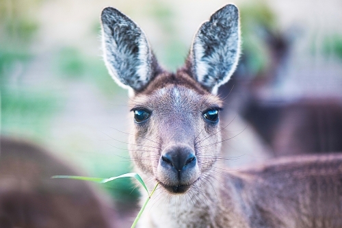 Kangaroo face looking into camera - Australian Stock Image