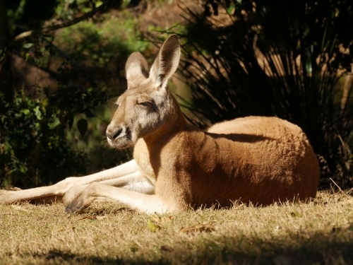 Kangaroo laying in the sun - Australian Stock Image