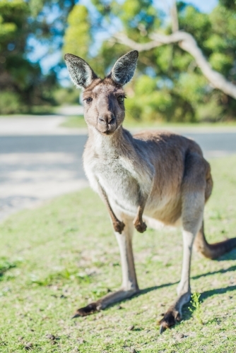 Kangaroo looks at camera on a suburban street - Australian Stock Image