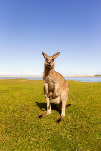 Kangaroo on grass with beach background - Australian Stock Image