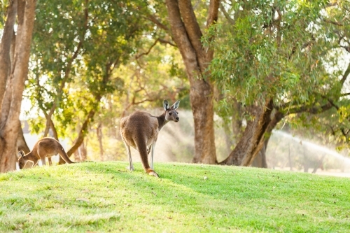 Kangaroo on green slope of golf course looking over shoulder - Australian Stock Image