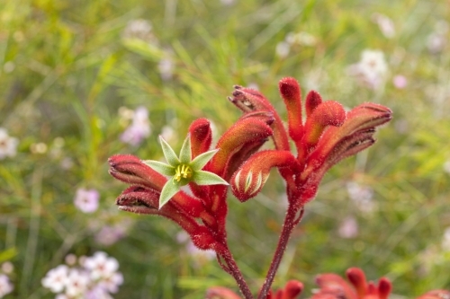 Kangaroo paw flower - Australian Stock Image