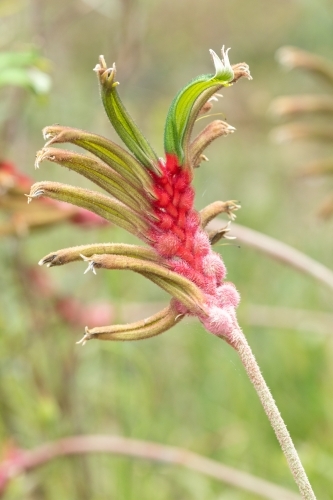 Kangaroo paw flower - Australian Stock Image