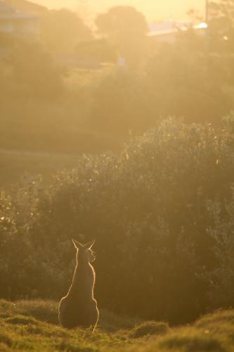 Kangaroo profile at sunset - Australian Stock Image