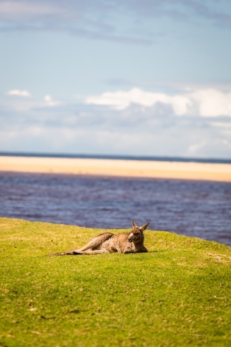 Kangaroo relaxing on grass with beach background - Australian Stock Image