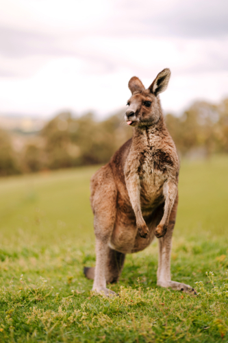 kangaroo standing on a grassy field outdoors. - Australian Stock Image