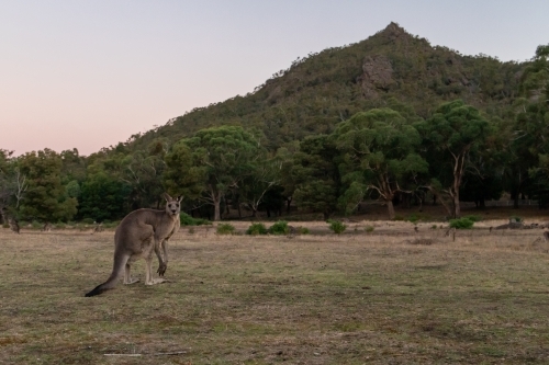 Kangaroo with hill in background - Australian Stock Image
