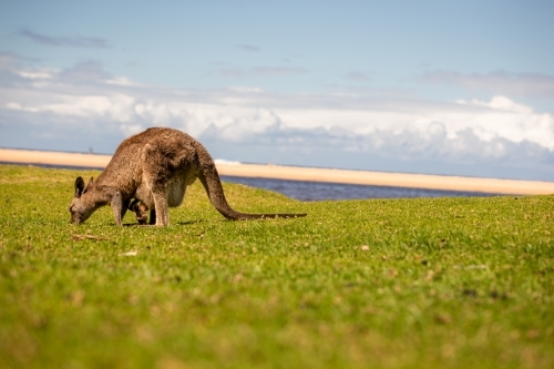 Kangaroo with  joey on grass with beach background - Australian Stock Image