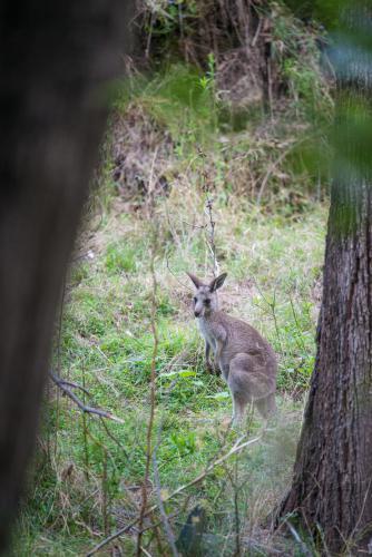 Kangaroos in the wild in the Warrumbungle National Park