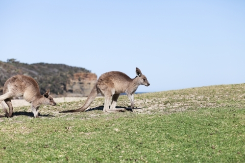 Kangaroos jumping on a hill - Australian Stock Image