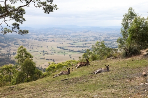 Kangaroos lying down on hillside - Australian Stock Image