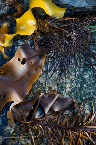 kelp and seaweed washed up on a rock - Australian Stock Image