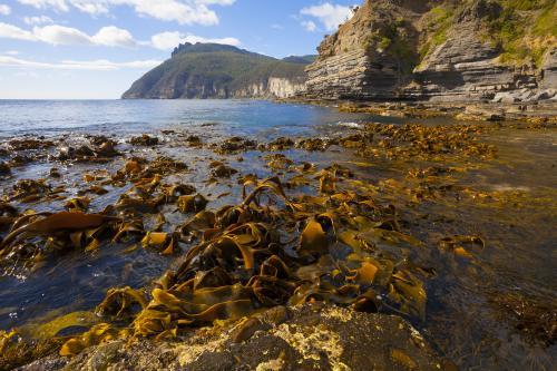 Kelp at Fossil Bay