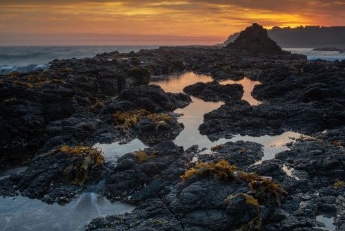 Kelp on rock platform at sunrise - Australian Stock Image