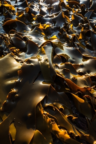 Kelp washed up on the rocks reflecting light - Australian Stock Image