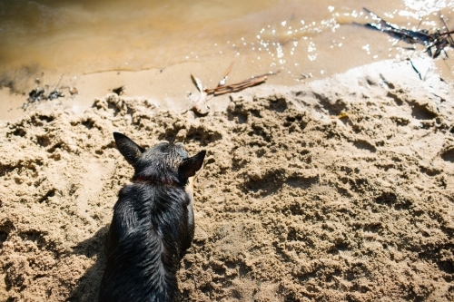 Kelpie and creek - Australian Stock Image