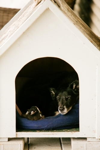 Kelpie and magpie friends together in dog kennel - Australian Stock Image