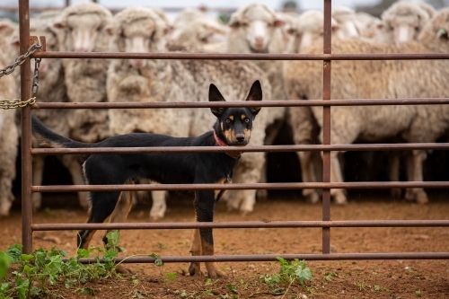 Kelpie dog in the sheep yards - Australian Stock Image