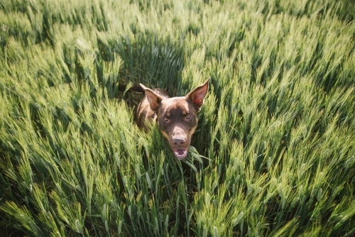 Kelpie dog jumping through crop in the Wheatbelt of Western Australia - Australian Stock Image