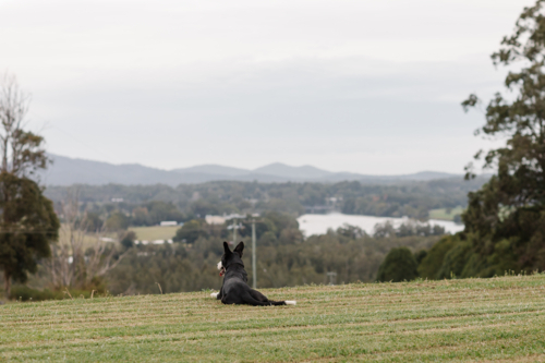 kelpie dog resting on grass looking over valley - Australian Stock Image