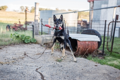 Kelpie dog with toy sausages jumping while chained up near kennel on farm