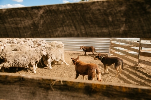 Kelpie dogs mustering sheep to the yards - Australian Stock Image